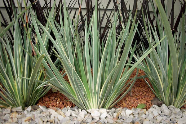 Dietes iridioides ‘White Tiger’