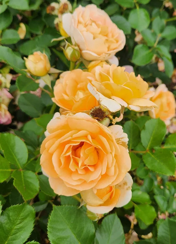 Rosa ‘Peach Profusion’ (Floribunda Rose)