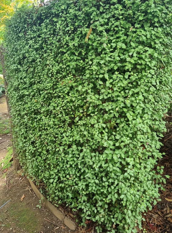 Pittosporum tenuifolium ‘Wonderscreen’ – Dense Evergreen Screening Shrub