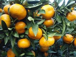 Citrus reticulata ‘Japanese Seedless Dwarf’ (Mandarin)