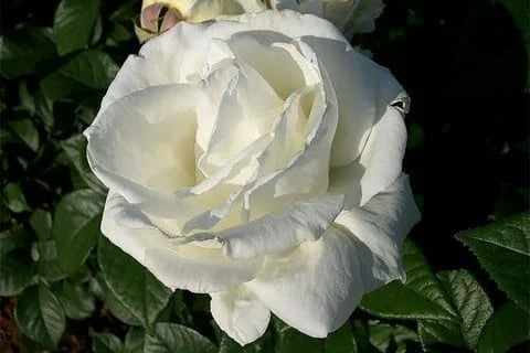 Rosa ‘Brilliance’ (Hybrid Tea Rose)