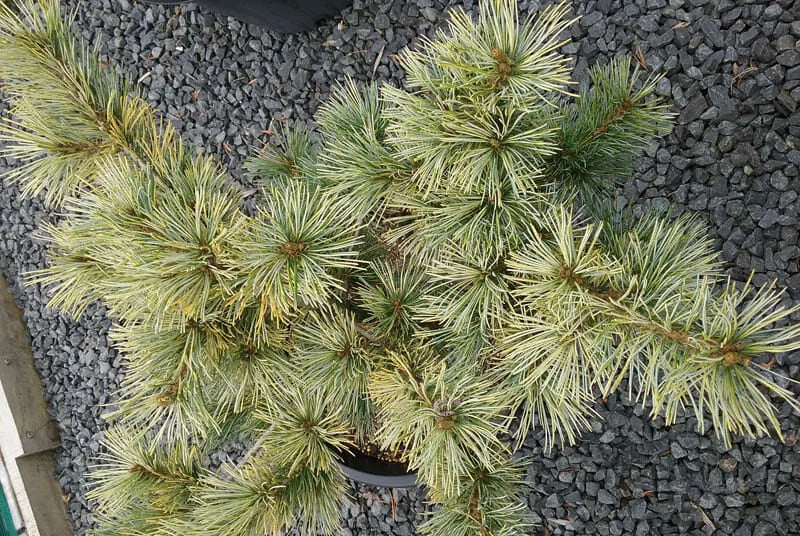 Pinus parviflora ‘Ogon Goyo’ – Golden Japanese White Pine