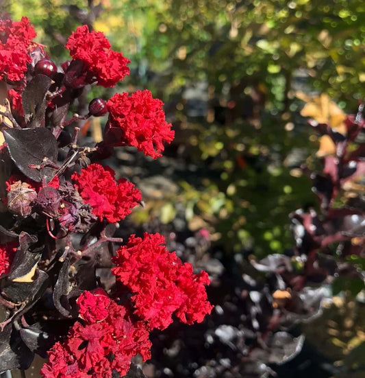 Lagerstroemia ‘Diamonds in the Dark – Best Red’ (Crape Myrtle)