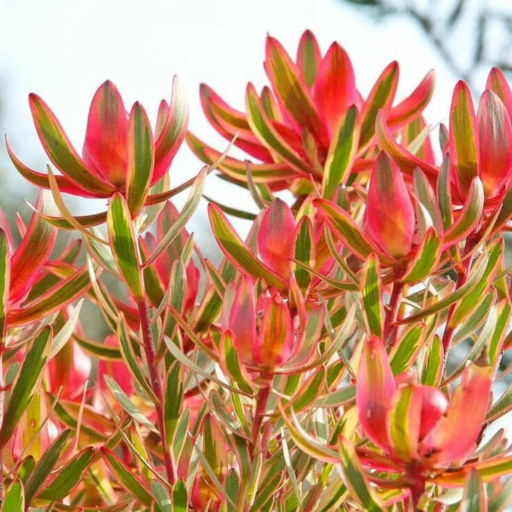 Leucadendron ‘Cheeky’ – Compact Leucadendron
