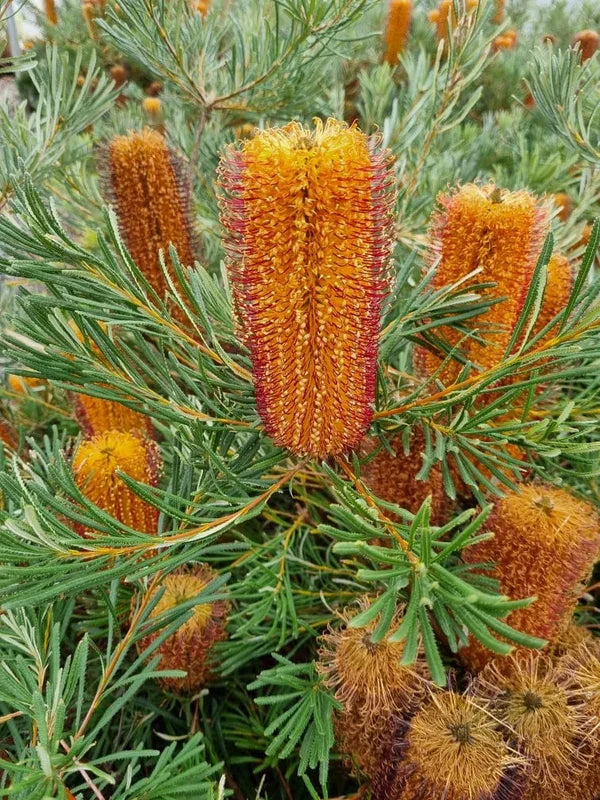 Banksia spinulosa 'Honey Pots' (Honey Pots Banksia)