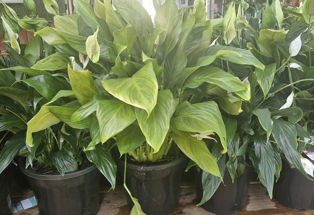 Spathiphyllum ‘Sweet Romano’ – Peace Lily
