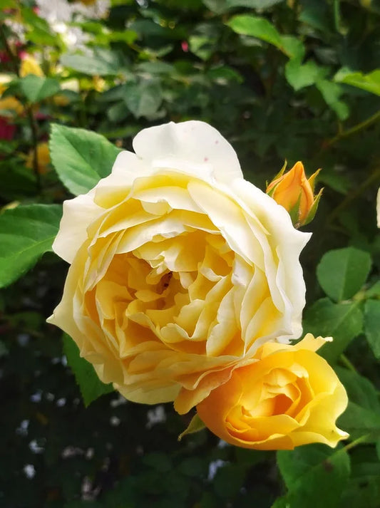 Rosa Gold Bunny (Rose)