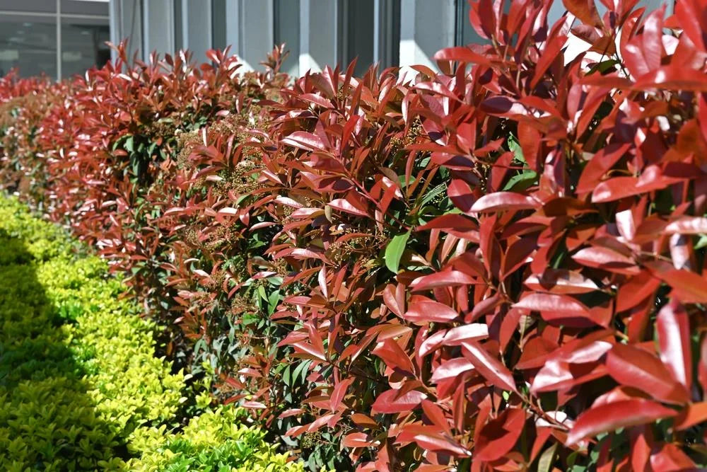 Photinia glabra ‘Super Red’ (Red Tip Photinia)