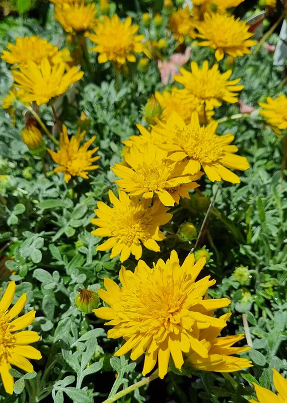 Gazania hybrid ‘GT20’ Double Gold™ (Gazania) CLEARANCE