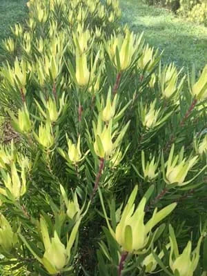 Leucadendron ‘Golden Mitre’ – Golden Foliage Shrub