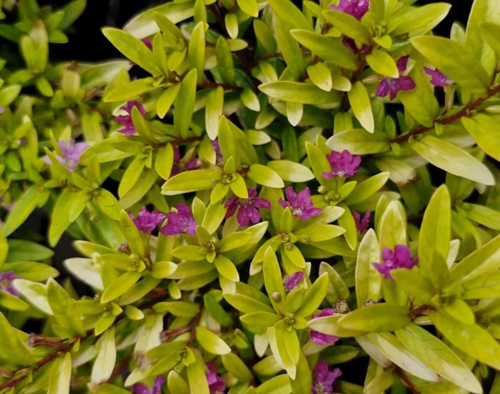 Cuphea hyssopifolia ‘Golden Ruby’ (Golden Ruby False Heather)
