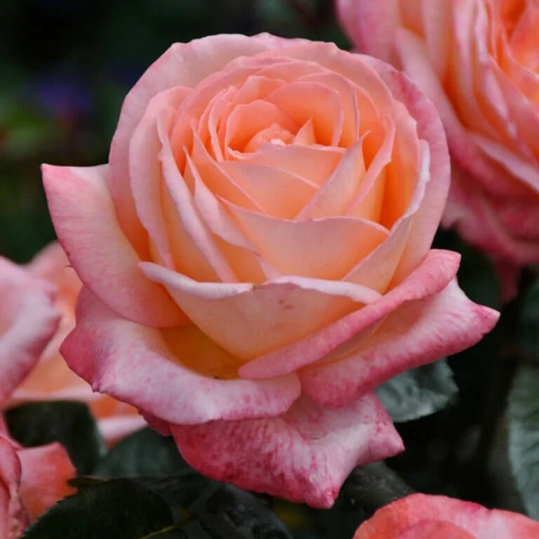 Rosa ‘Joyfulness’ (Rose)