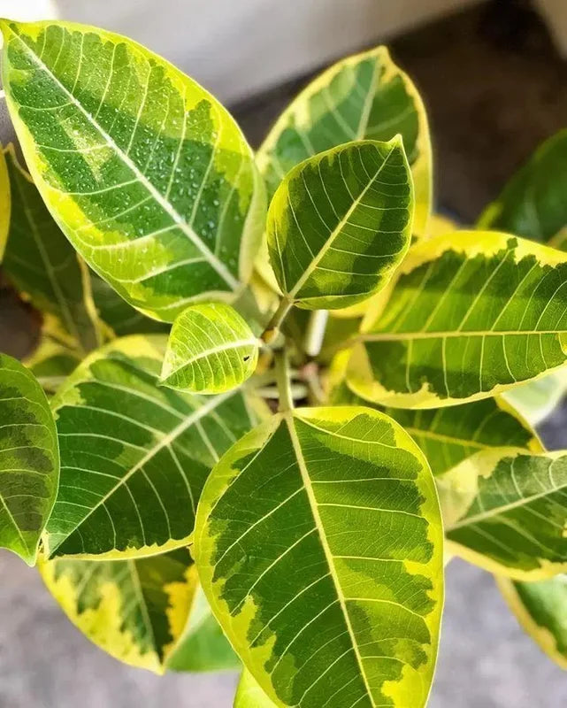 Ficus elastica ‘Lime Splice’ – Lime Splice Rubber Plant