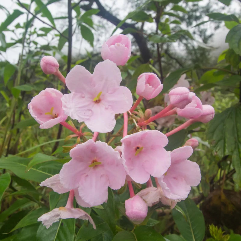 Luculia gratissima ‘Early Dawn’ (Luculia)