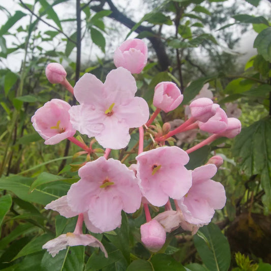 Luculia gratissima ‘Early Dawn’ (Luculia)