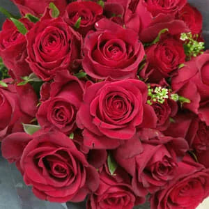 Rosa ‘Black Velvet’ (Hybrid Tea Rose)