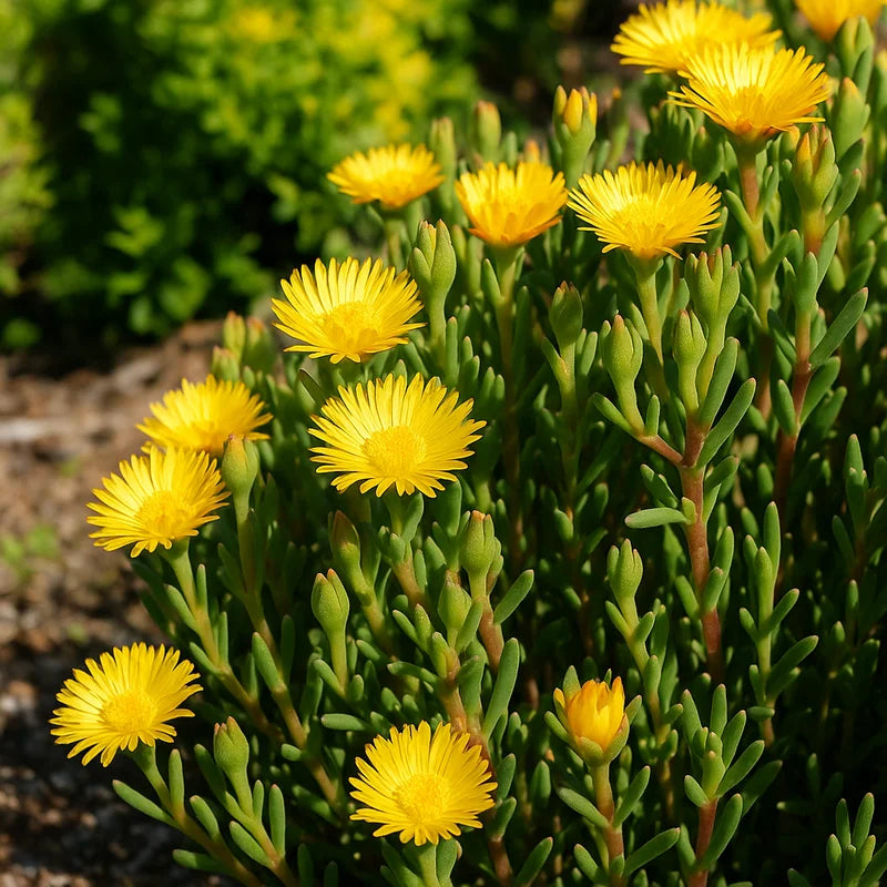 Mesembryanthemum spp. Gold (Gold Pig Face)