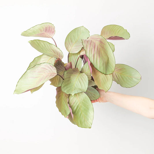 Goeppertia (Calathea) ‘Silver Plate’ (Calathea Silver Plate)