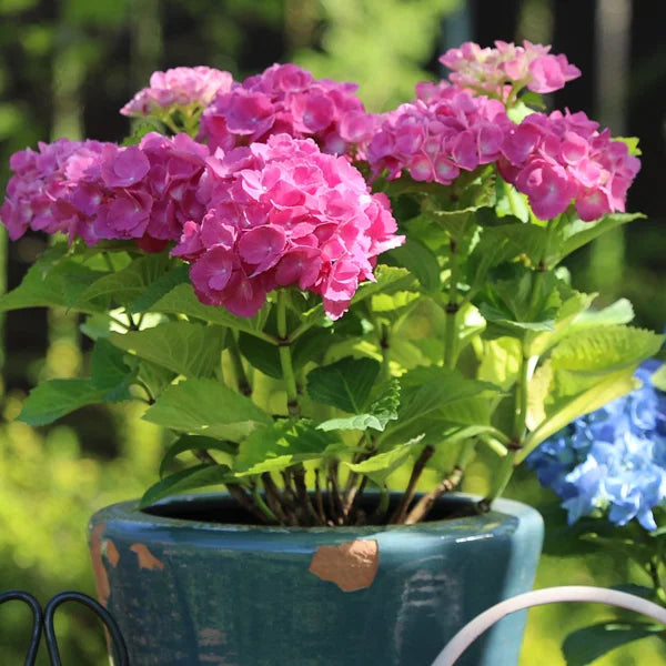 Hydrangea macrophylla ‘Tea Time™ Pink’