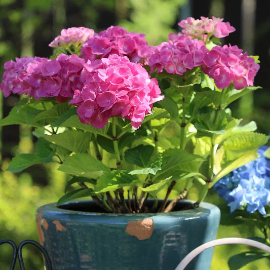 Hydrangea macrophylla ‘Tea Time™ Pink’