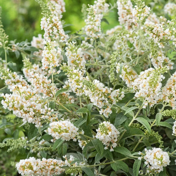 Buddleja davidii ‘Leah White’ – White Butterfly Bush