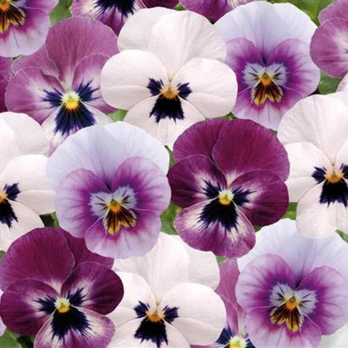 Viola ‘Raspberry Sundae’ – Viola