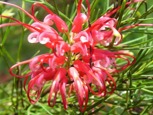 Grevillea pinaster ‘Compact’