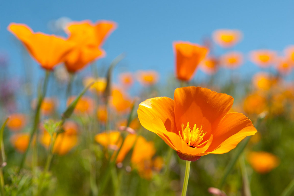 Eschscholzia californica 'Orange' (Orange California Poppy)