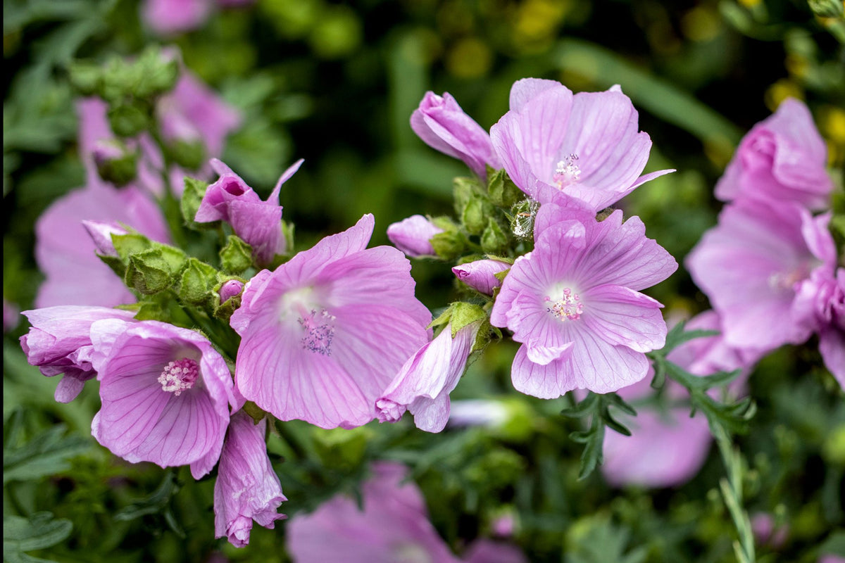 Malva Moschata (Pink Musk Mallow)