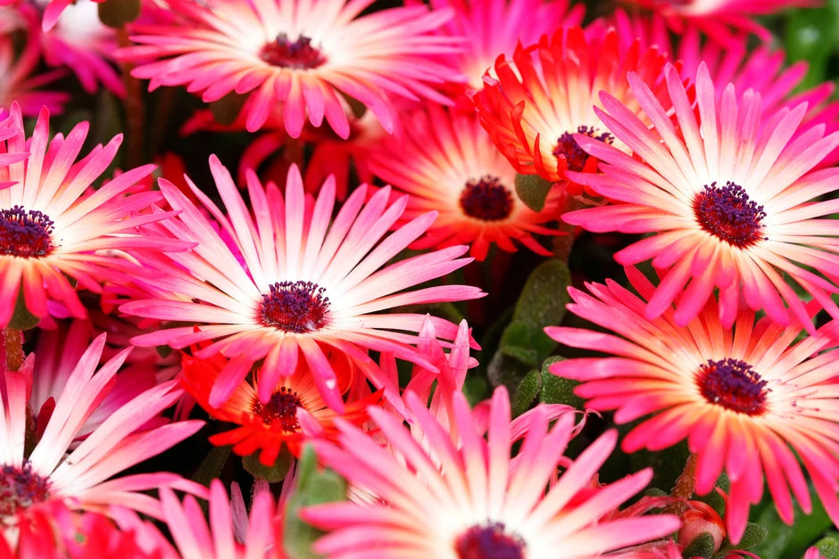 Mesembryanthemum spp. Crimson (Crimson Ice Plant)