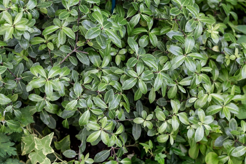 Pittosporum tenuifolium (Golf Ball)