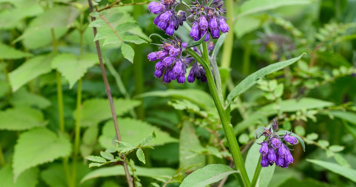 Comfrey (Symphytum officinale)