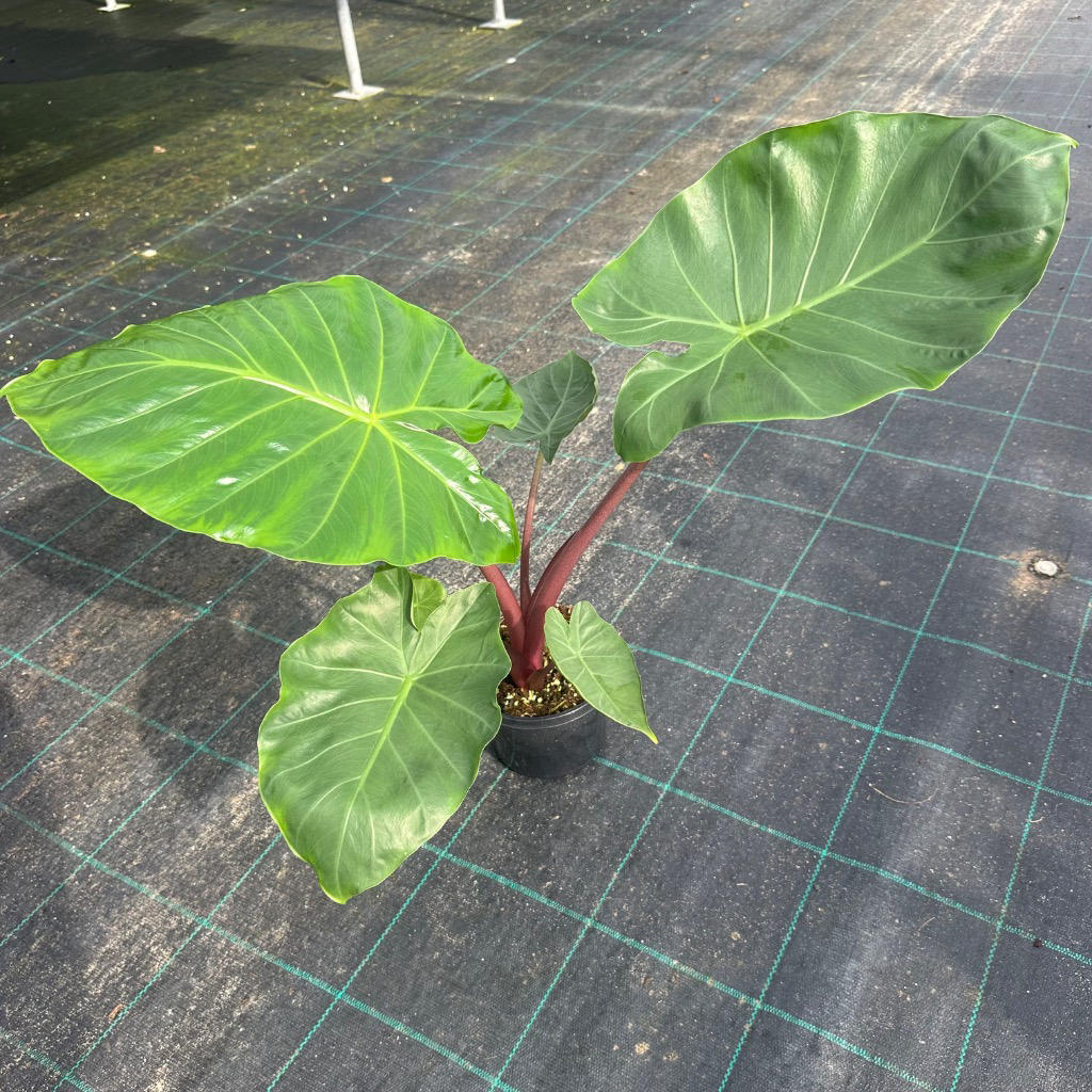 Alocasia ‘Imperial Red’ (Elephant Ear)