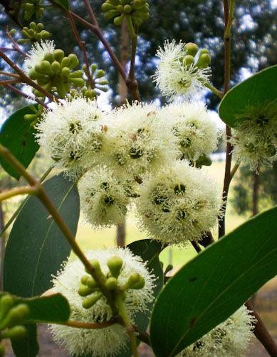 Eucalyptus Botryoides (Bangalay)