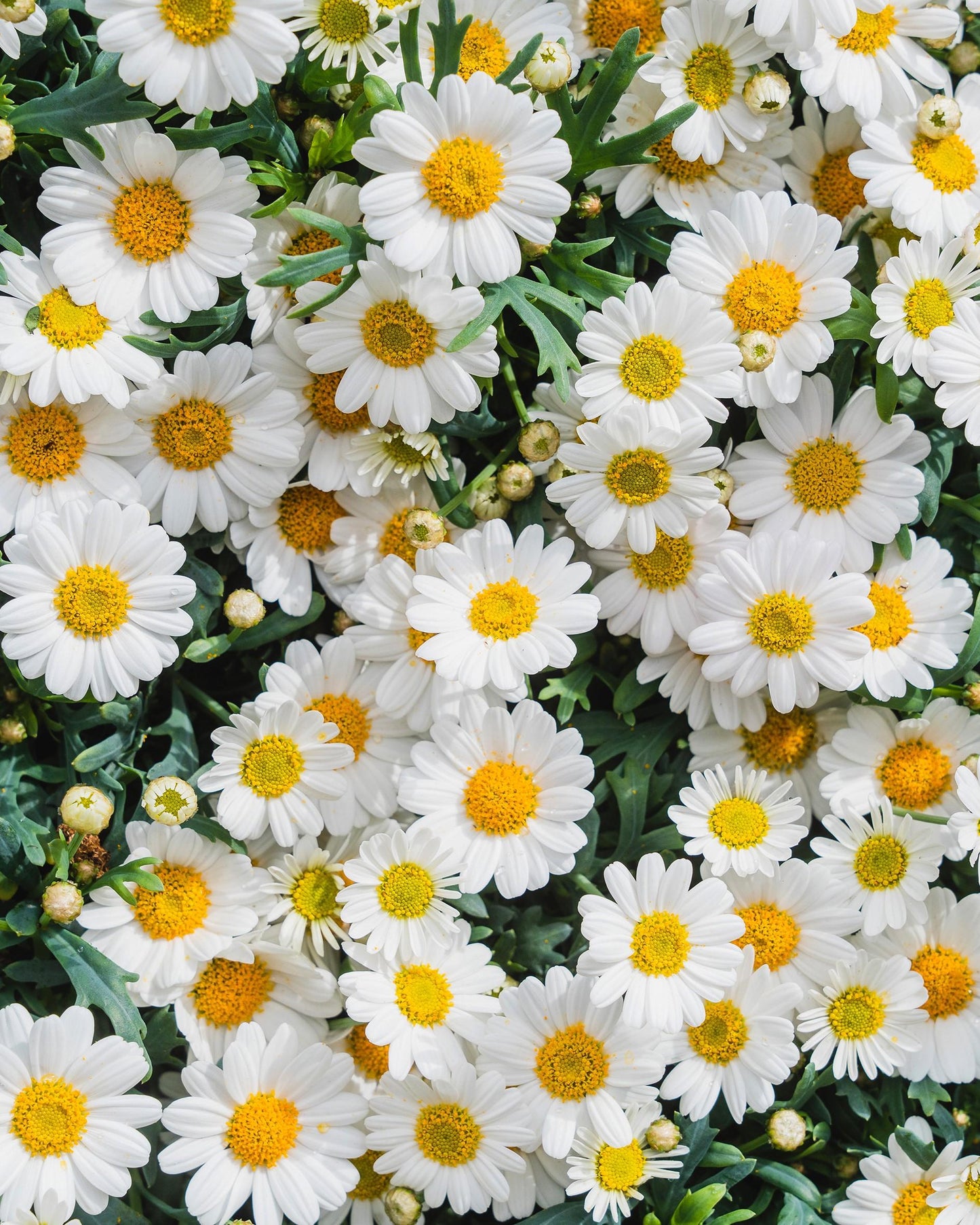 Argyranthemum Frutescens (Marguerite Daisy)
