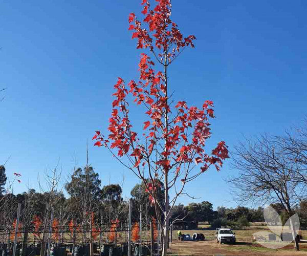 Acer Rubrum ‘April Splendour’ (April Splendour Red Maple)
