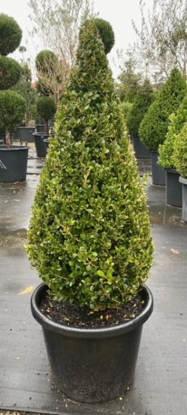 Buxus Microphylla Japonica (Japanese Box)