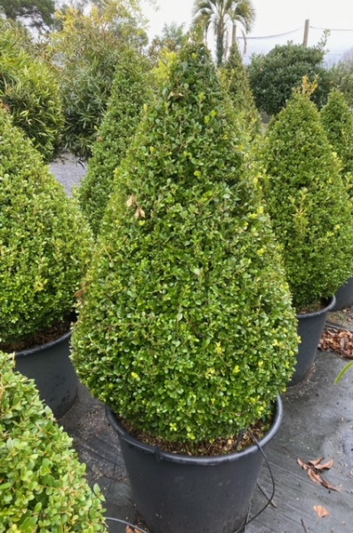 Buxus Microphylla Japonica (Japanese Box)