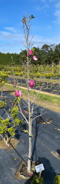 Magnolia 'Burgundy Star'