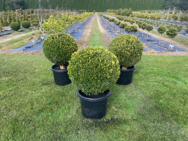 Buxus bodinieri (Shaggy Box)