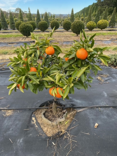 Citrus X ‘Minneola’ (Tangello)