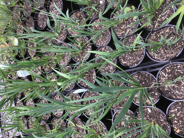 Anigozanthos Manglesii (Mangles Kangaroo Paw)