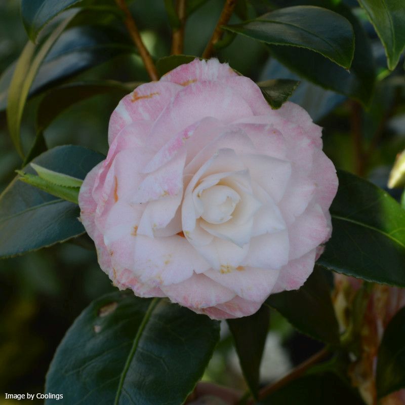 Camellia japonica ‘Tammia’