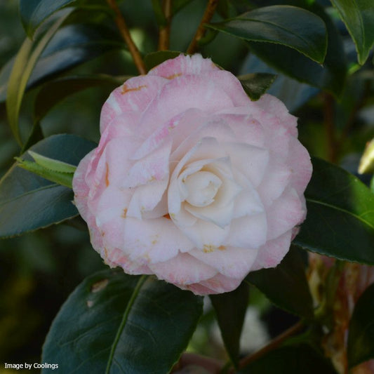 Camellia japonica ‘Tammia’