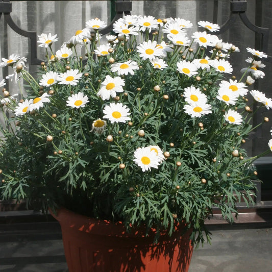 Argyranthemum Polly (Marguerite, Paris Daisy)