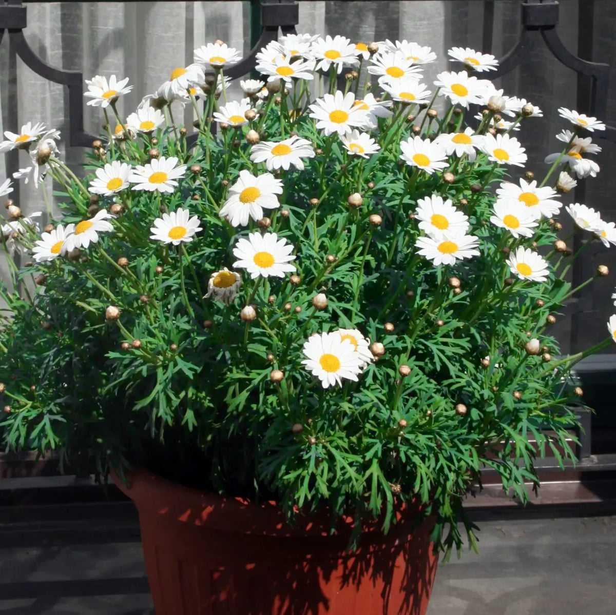 Argyranthemum Frutescens 'Polly' (Marguerite Daisy)