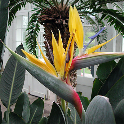 Strelitzia reginae ‘Mandela’s Gold’ – Golden Bird of Paradise