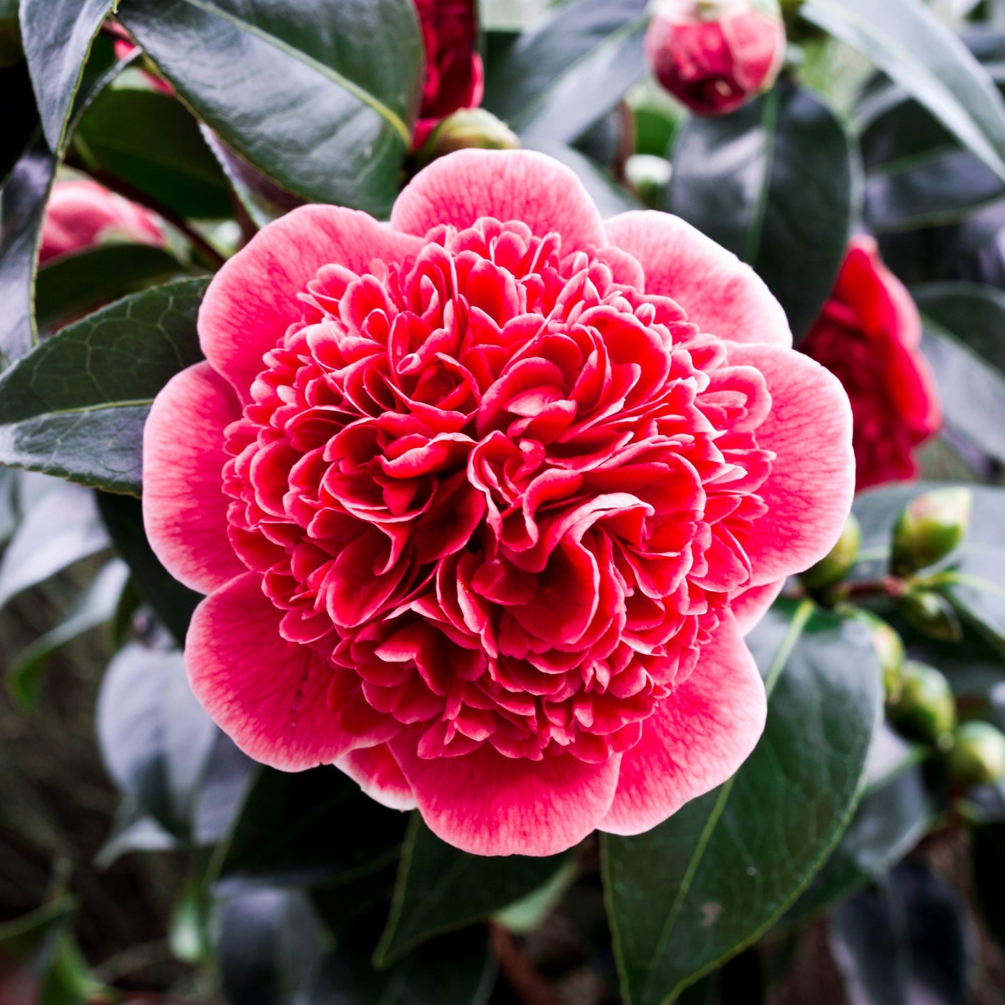 Camellia Japonica ‘Volunteer’ (Volunteer Camellia)