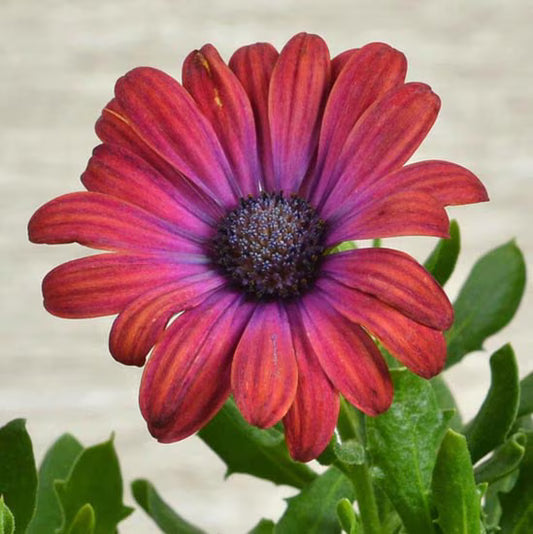 Osteospermum ecklonis ‘Ostica™ Mega Pink’ (African Daisy)