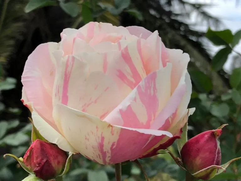 Rosa ‘Paul Cezanne’ (Delbard Rose Collection)